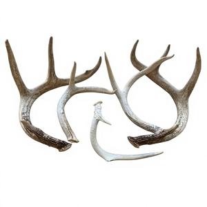 Cornes de cerf roux 100 % de haute qualité, à vendre - Product Image 1