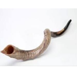 Bocina Natural de cabra para decoración del hogar, bocina de tamaño personalizado, gran oferta - Product Image 1