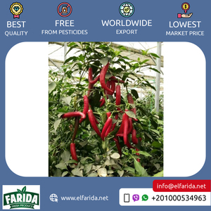 Giá cả cạnh tranh cao cấp lớp chất lượng hàng đầu nóng và cay Ai Cập tươi màu xanh lá cây ớt/tươi Ớt Đỏ từ đáng tin cậy Nhà cung cấp - Product Image 2