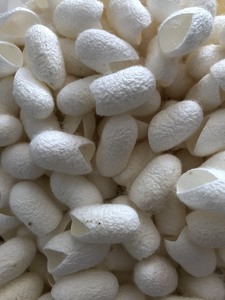 Estándares de calidad de capullo de gusano de seda, productos de seda ecológicos, fábrica de procesamiento de capullo de gusano de seda del principal proveedor vietnamita - Product Image 2