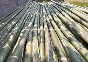 2025ผู้ขายสุดฮอต! ไม้ไผ่ดิบธรรมชาติไม้ไผ่สำหรับทำสวนไม้ไผ่สำหรับงานเกษตร Eco2go จากเวียดนาม - Product Image 6