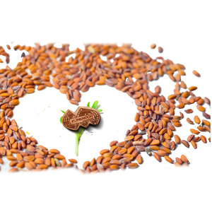 Berro | Hierba microverde Gourmet | Producto agrícola ecológico - Product Image 1
