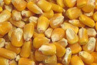 Farine de soja en poudre de farine de gluten de maïs jaune pour l'alimentation des animaux et de la volaille pour les chiens de bétail et l'exportation de soja à usage alimentaire - Product Image 4