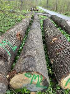 Livraison rapide, grumes de hêtre résistantes à l'eau, écologiques, garantie à vie, fabriquées en Allemagne pour la construction de meubles, projets extérieurs - Product Image 3