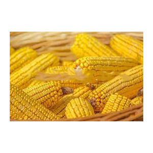 Maíz amarillo no Gmo Venta al por mayor Alto fabricante nuevo Mejor material Con tarifa barata - Product Image 4