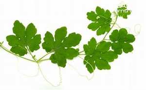 HOJAS DE MELÓN AMARGO CONGELADAS SOPORTE DE DETOX ALIMENTOS LIMPIOS DE FUENTE DE HIERBAS VERDES A BASE DE PLANTAS - Product Image 4