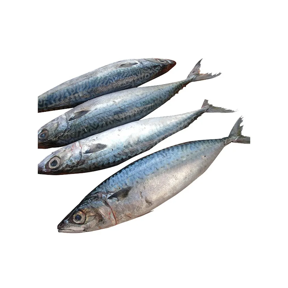 アメリカの最高品質の標準品質680トン馬サバ魚冷凍/ホットセール新鮮/サバ魚、ニシン魚