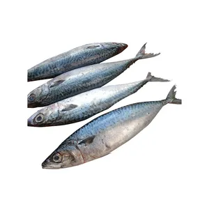 Kualitas Terbaik Amerika kualitas standar 680 ton ikan makarel kuda beku/Hotsale segar/ikan makarel, ikan Herring