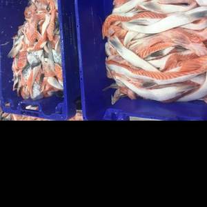 ปลาแซลมอนแอตแลนติกสดจากตลาดญี่ปุ่น ชิ้นทั้งตัว แช่แข็งแบบแห้ง/แช่แข็งแบบแช่เย็น  ไขมันต่ำ  เกรดคุณภาพ  บรรจุกล่อง/ซอง - Product Image 2