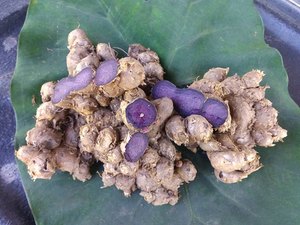 JENGIBRE NEGRO ECOLÓGICO/SALUD DEL HOMBRE/ETIQUETA LIMPIA/ALTA CALIDAD - Product Image 2