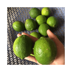 Fourniture de citron frais/citron frais du Vietnam à prix compétitif et haute qualité de 99GD - Product Image 6