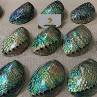 Coquille d'ormeau décorative Paua Ormer, matériau naturel pour la création artisanale