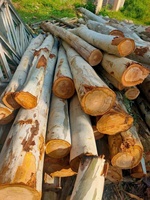 Bûches de bois d'eucalyptus de taille personnalisée de haute qualité du Vietnam et bois durable au prix de gros