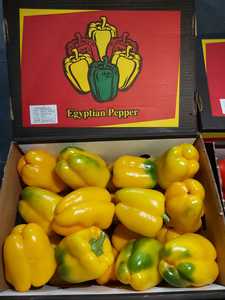 พริกหวานสด (แดง/เหลือง/เขียว/ส้ม) คุณภาพสูง 5 กก. ในกล่อง จากอียิปต์ อุดมด้วยวิตามินซีและสารต้านอนุมูลอิสระ - Product Image 4