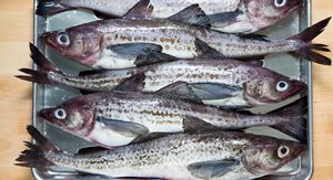Premium Quality Fresh Alaskan Pollock Fish Frozen Alaska Pollock Fish - Product Image 6
