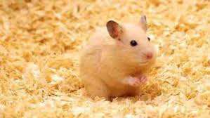 | COPEAUX DE BOIS | FABRIQUÉ au VIETNAM par BIWOOD / DRY 100%/ANIMAUX DE LITERIE et PRÊT À CHARGER W + 84 973 101 511 - Product Image 2