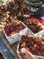 Bieden Puur Natuur Rambutans-Tropisch Fruit-Product Vorm Vietnam Met De Beste Prijs 100% Hoge Kwaliteit Klaar Om Te Exporteren