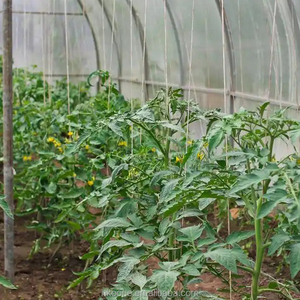 Serre commerciale pour tomates, serre à film monocouche pour projets d'agriculture horticole en Espagne - Product Image 5