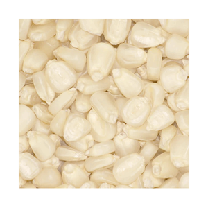 Maíz blanco de primera calidad disponible para pedidos al por mayor directamente de los productores - Product Image 5