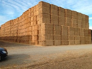 Pakan jerami gandum kaya nutrisi Premium untuk ternak ekspor langsung bersih dan kering dari <span class=keywords><strong>Pakistan</strong></span>