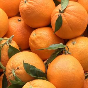 Naranjas Navales Frescas al por Mayor, Deliciosas y Dulces, Cítricos Frescos en Empaque a Granel - Product Image 2