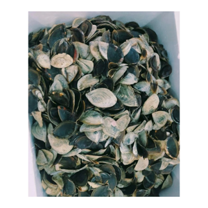 เปลือกหอยใหญ่ใหญ่เปลือกศิลปะจากเวียดนาม - Product Image 3