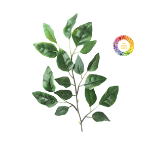 Tự nhiên khô bưởi lá cho sức khỏe các loại trà cung cấp số lượng lớn có sẵn với giá cả cạnh tranh - Product Image 2