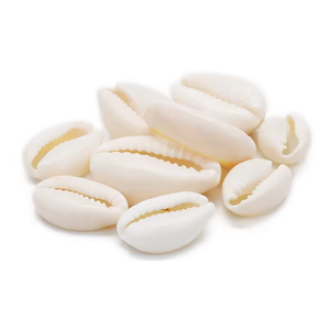 Cuentas de concha de Mar Blanco para fabricación de joyas Cowrie Cowry Charm Beads Shell cowrie collar pulsera accesorios al por mayor - Product Image 3