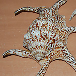 Lambis Chiragra BIJOUX COQUILLAGE Sculpté Naturel Grand Motif Coquillage Tailles 20-25 cm - Product Image 1