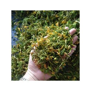 Fiore di Papaya maschio essiccato pulito originario della fattoria di loto blu - Product Image 6