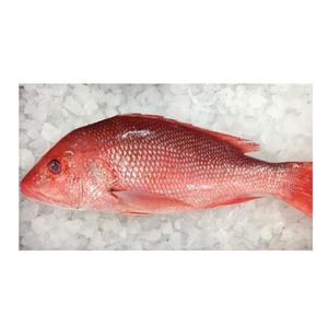 Pargo Congelado de Ojos Grandes |   Proveedor Mayorista de Pescado Pargo Rojo - Product Image 4