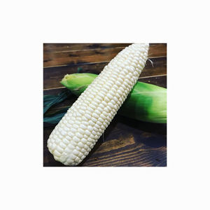 Maíz Blanco Glutinoso Seco de Alta Calidad, Sin OMG, Apto para Consumo Humano y Alimentación Animal, Disponible con Empaque Personalizado - Product Image 2