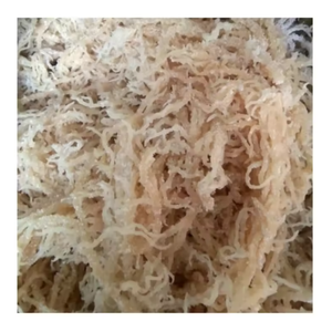 มอสทะเลทองคำออร์แกนิกวัตถุดิบแห้งจากแสงอาทิตย์เกรดพรีเมี่ยมสำหรับการผลิตเจลมอสทะเล - Product Image 1