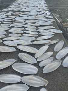 Os de seiche sec de meilleure qualité Os de seiche 100% Os de seiche naturel du Vietnam - Product Image 5