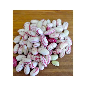 SKB最新作物长形斑豆 | 蔓越莓豆淡斑点芸豆批发