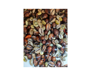 Venta caliente grandes conchas de Caracol pulidas conchas marinas de Vietnam, conchas de whelk de cauri exóticas, decoración tropical, suministros de artesanía costera - Product Image 1