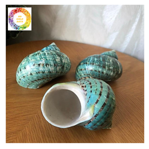 Turbo Shell pulido decorativo Calidad de exportación superior para joyería artesanal y uso interior - Product Image 3