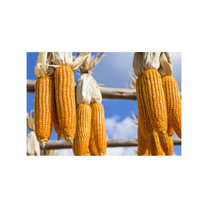 Maíz seco al mejor precio/Maíz amarillo seco/Maíz dulce seco - Product Image 6