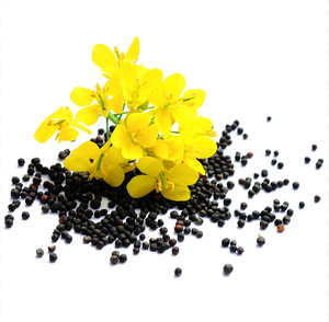 Achetez des graines de colza d'origine américaine Stock Livraison rapide à bas prix Meilleures graines de qualité pour l'agriculture Durée de conservation de 24 mois disponible maintenant pour - Product Image 6