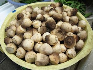 Nouvel arrivage 2026 : Champignons de paille entiers en conserve du Vietnam, en saumure, qualité alimentaire supérieure, vente en gros, export, fabricant OEM, marque privée - Product Image 6