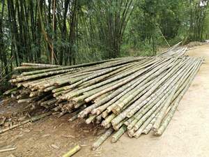 Meilleur prix pour des poteaux de bambou de haute qualité et en gros/poteaux de bambou brut/poteau de bambou pour la construction par Eco2go Vietnam - Product Image 6
