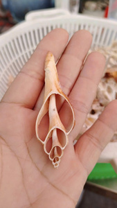 เปลือกหอยสำหรับตกแต่งงานฝีมือธีมชายฝั่งอุปกรณ์จัดงานแต่งงาน - Product Image 2