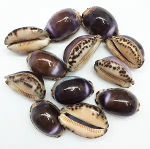 Best Verkopende Verschillende Kleuren Paarse Tijger Cowry Zeeschelpen Natuurlijke Kauri Schelpen Oceaanschelp