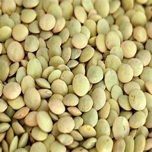 Lentilles vertes biologiques naturelles séchées en vente en gros - Product Image 6