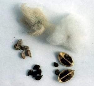 Algodón desmotado orgánico certificado sin semillas. Se han eliminado las semillas de algodón. - Product Image 5