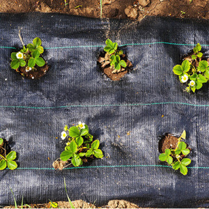 Đục <span class=keywords><strong>Weed</strong></span> rào cản <span class=keywords><strong>Weed</strong></span> kiểm soát Mat mulch weedmats Tela de paisaje cho vườn rau <span class=keywords><strong>Weed</strong></span> kiểm soát - Product Image 1