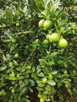 Citron sans pépins VIOT, fruit frais et juteux du Vietnam, 6 cm, idéal pour les boissons, qualité export supérieure