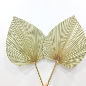 Authentique Palm Handfan du Vietnam Idéal pour l'exportation au détail et la marque personnalisée - Product Image 1