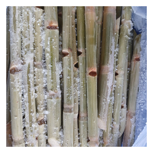Caña de azúcar congelada, procesada a partir de caña madura recién cosechada, congelada rápidamente para conservar la dulzura natural para fábricas de bebidas. - Product Image 4