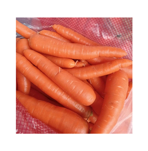 Qualité supérieure Qualité supérieure Origine égyptienne Exportation Légumes délicieux Carottes fraîches pour achat en gros à bas prix - Product Image 1